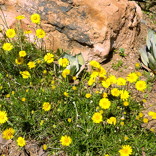 AngelitaDaisy Palm Springs Homes
