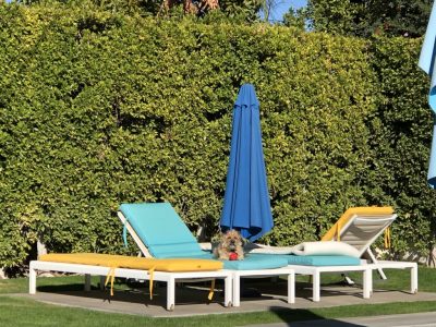 Dog sunbathing on a lounger by a pool in Palm Springs, CA